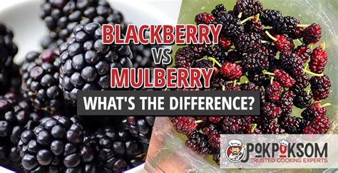 mulberry fruit vs blackberry.